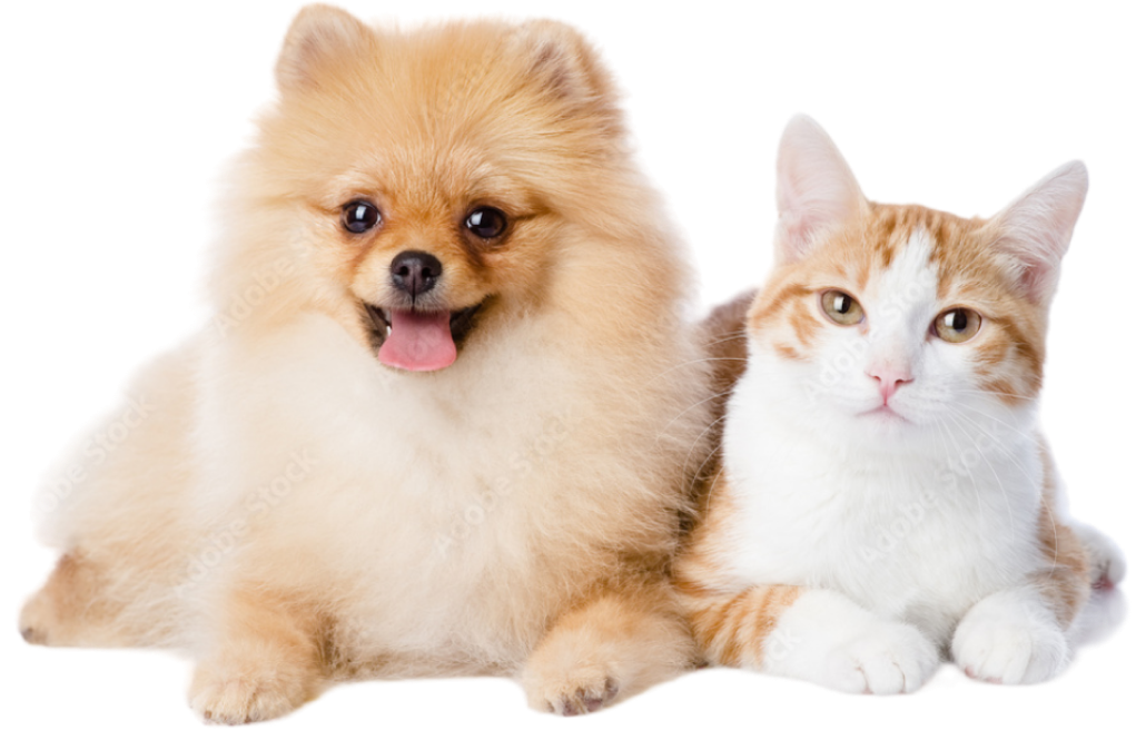 Unimo Cats & Dogs Breeders Ultimate Website Solution